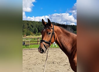 Holstein, Giumenta, 5 Anni, 169 cm, Baio
