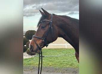 Holstein, Giumenta, 5 Anni, 169 cm, Baio