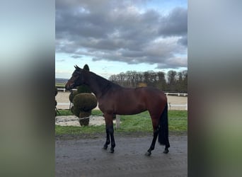 Holstein, Giumenta, 5 Anni, 169 cm, Baio