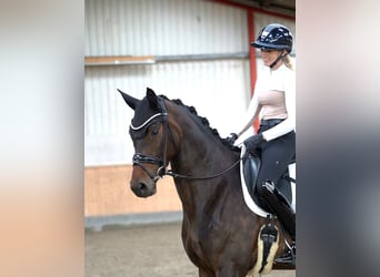 Holstein, Giumenta, 5 Anni, 169 cm, Baio nero