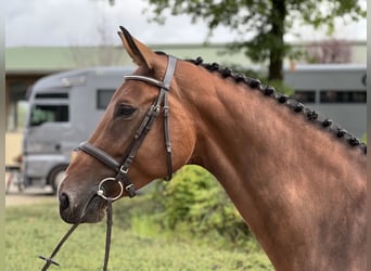 Holstein, Giumenta, 5 Anni, 170 cm, Baio