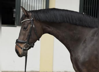Holstein, Giumenta, 5 Anni, 170 cm, Baio
