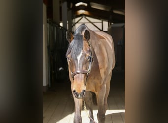 Holstein, Giumenta, 5 Anni, 170 cm, Baio