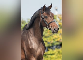 Holstein, Giumenta, 5 Anni, 170 cm, Baio scuro