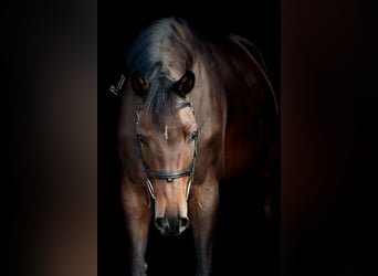 Holstein, Giumenta, 5 Anni, 170 cm, Baio scuro