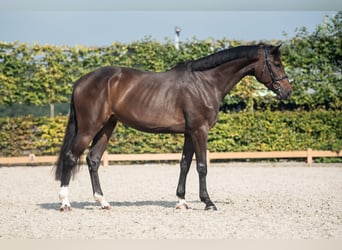 Holstein, Giumenta, 5 Anni, 170 cm, Baio scuro