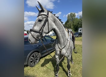 Holstein, Giumenta, 5 Anni, 170 cm, Grigio pezzato