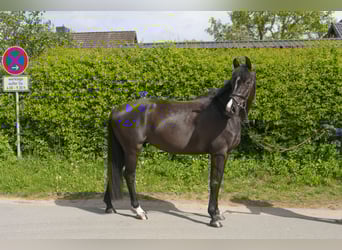 Holstein, Giumenta, 5 Anni, 170 cm, Morello