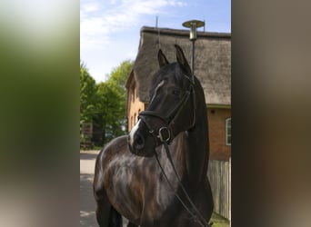 Holstein, Giumenta, 5 Anni, 170 cm, Morello