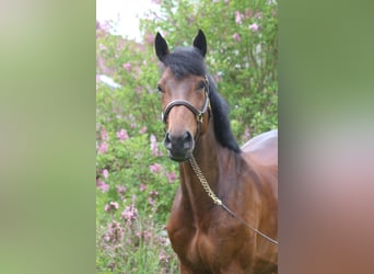 Holstein, Giumenta, 5 Anni, 171 cm, Baio