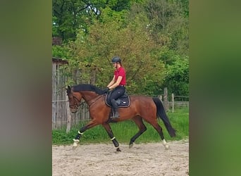 Holstein, Giumenta, 5 Anni, 172 cm, Baio