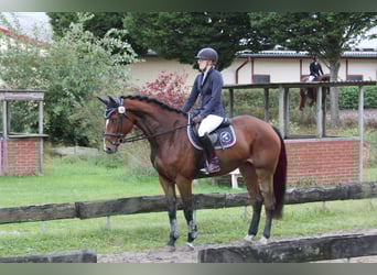 Holstein, Giumenta, 5 Anni, 172 cm, Baio