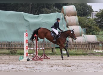 Holstein, Giumenta, 5 Anni, 172 cm, Baio