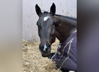 Holstein, Giumenta, 5 Anni, 172 cm, Baio nero