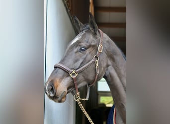 Holstein, Giumenta, 5 Anni, 172 cm, Baio nero