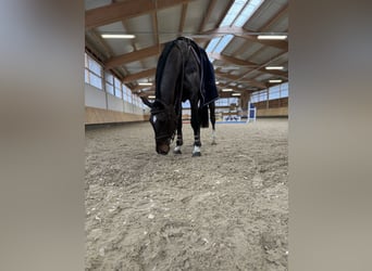 Holstein, Giumenta, 5 Anni, 172 cm, Baio nero