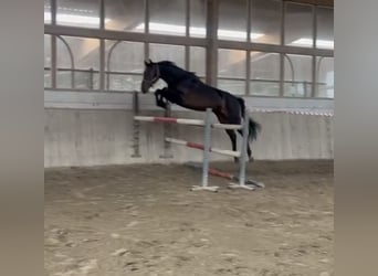 Holstein, Giumenta, 5 Anni, 172 cm, Baio nero