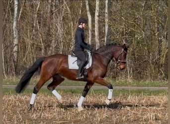 Holstein, Giumenta, 5 Anni, 173 cm, Baio