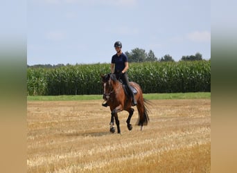 Holstein, Giumenta, 5 Anni, 173 cm, Baio