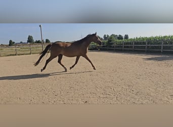 Holstein, Giumenta, 5 Anni, 173 cm, Sauro scuro