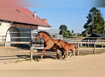 Holstein, Giumenta, 5 Anni, 173 cm, Sauro scuro