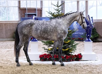 Holstein, Giumenta, 5 Anni, 174 cm, Grigio pezzato