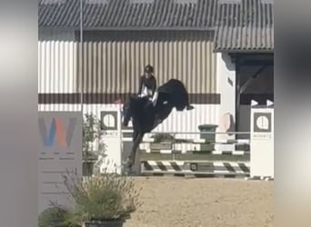 Holstein, Giumenta, 5 Anni, 175 cm, Morello