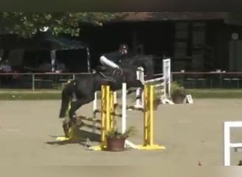 Holstein, Giumenta, 5 Anni, 175 cm, Morello