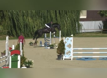 Holstein, Giumenta, 5 Anni, 175 cm, Morello