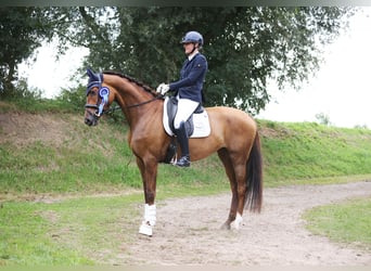 Holstein, Giumenta, 5 Anni, 175 cm, Sauro