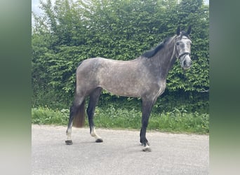 Holstein, Giumenta, 5 Anni, 177 cm, Grigio