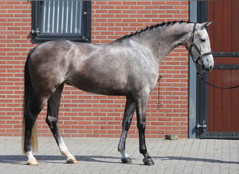 Holstein, Giumenta, 5 Anni, Grigio