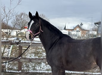 Holstein, Giumenta, 6 Anni, 154 cm