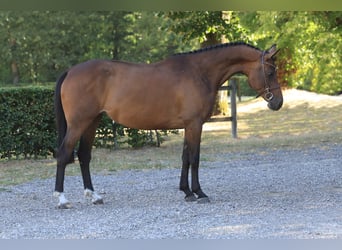 Holstein, Giumenta, 6 Anni, 156 cm, Baio