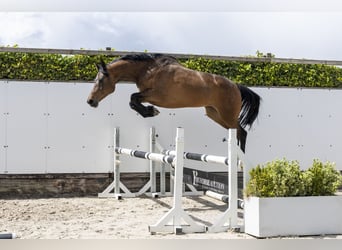 Holstein, Giumenta, 6 Anni, 156 cm, Baio