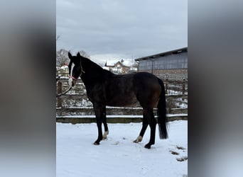 Holstein, Giumenta, 6 Anni, 158 cm, Baio scuro