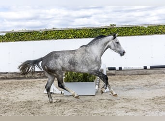 Holstein, Giumenta, 6 Anni, 160 cm, Grigio