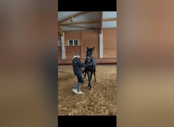 Holstein Mix, Giumenta, 6 Anni, 163 cm, Baio