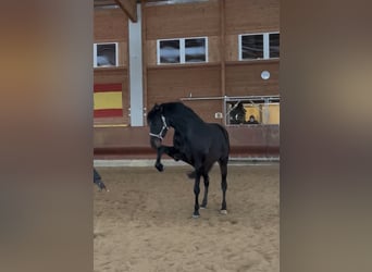 Holstein Mix, Giumenta, 6 Anni, 164 cm, Baio