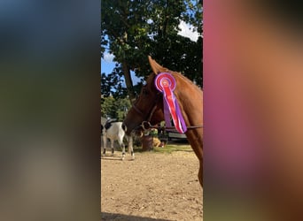 Holstein, Giumenta, 6 Anni, 164 cm, Sauro