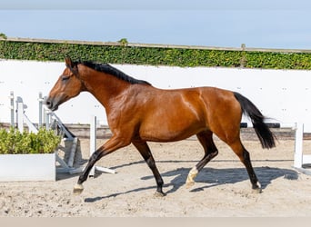Holstein, Giumenta, 6 Anni, 165 cm, Baio