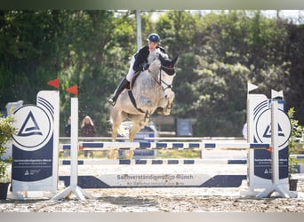 Holstein, Giumenta, 6 Anni, 165 cm, Grigio
