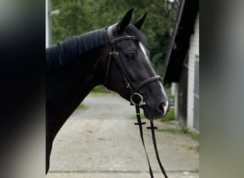 Holstein, Giumenta, 6 Anni, 166 cm, Baio scuro