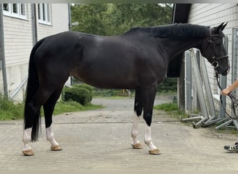 Holstein, Giumenta, 6 Anni, 166 cm, Baio scuro