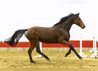 Holstein, Giumenta, 6 Anni, 166 cm
