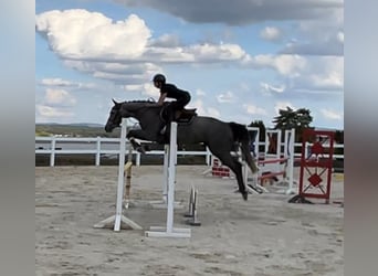 Holstein, Giumenta, 6 Anni, 166 cm, Grigio