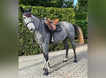 Holstein, Giumenta, 6 Anni, 166 cm, Grigio