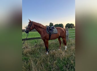 Holstein, Giumenta, 6 Anni, 166 cm, Sauro