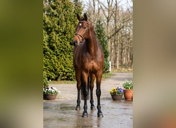 Holstein, Giumenta, 6 Anni, 167 cm, Baio