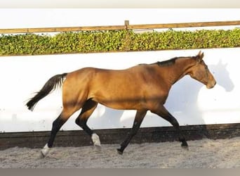 Holstein, Giumenta, 6 Anni, 167 cm, Baio